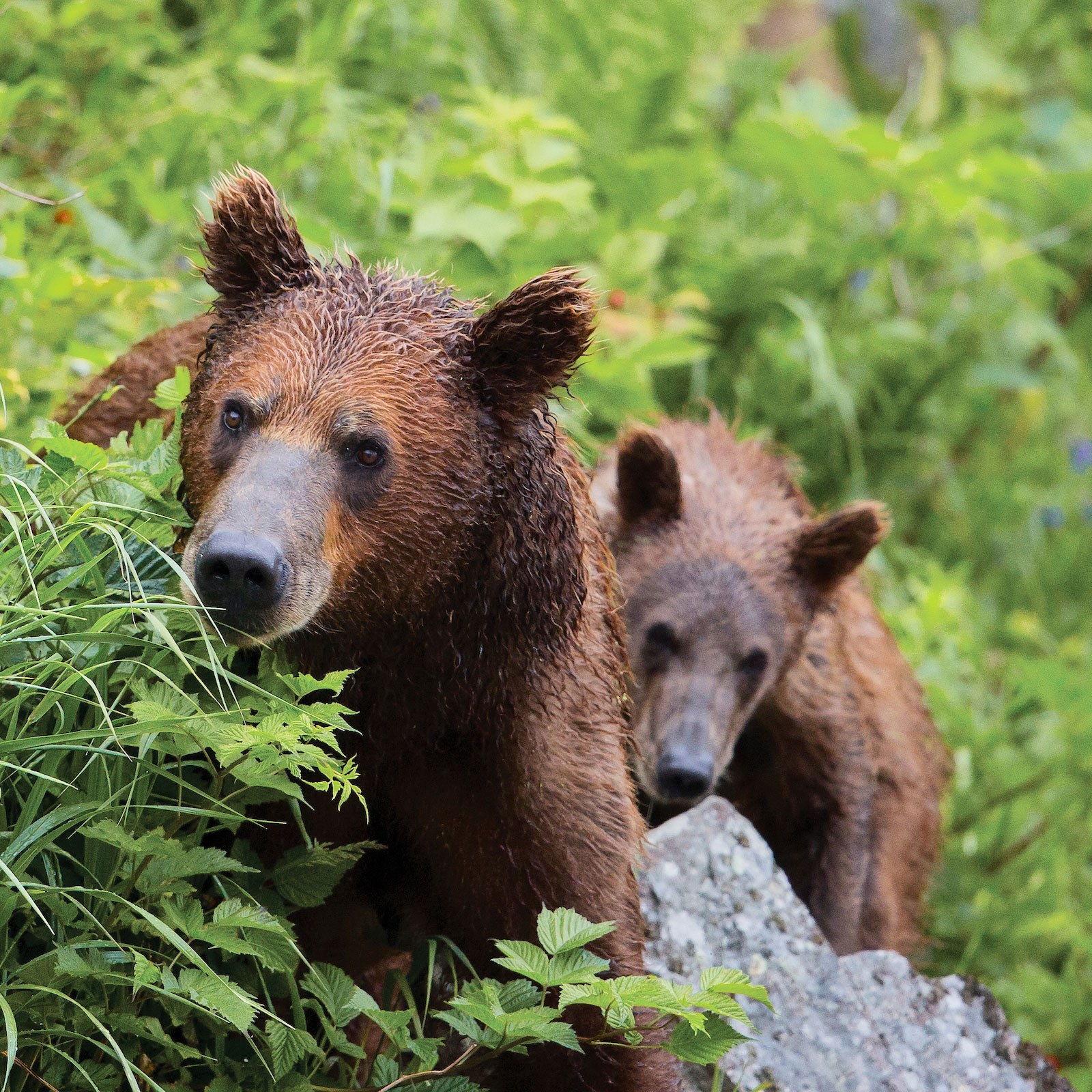 alaska into the wilderness