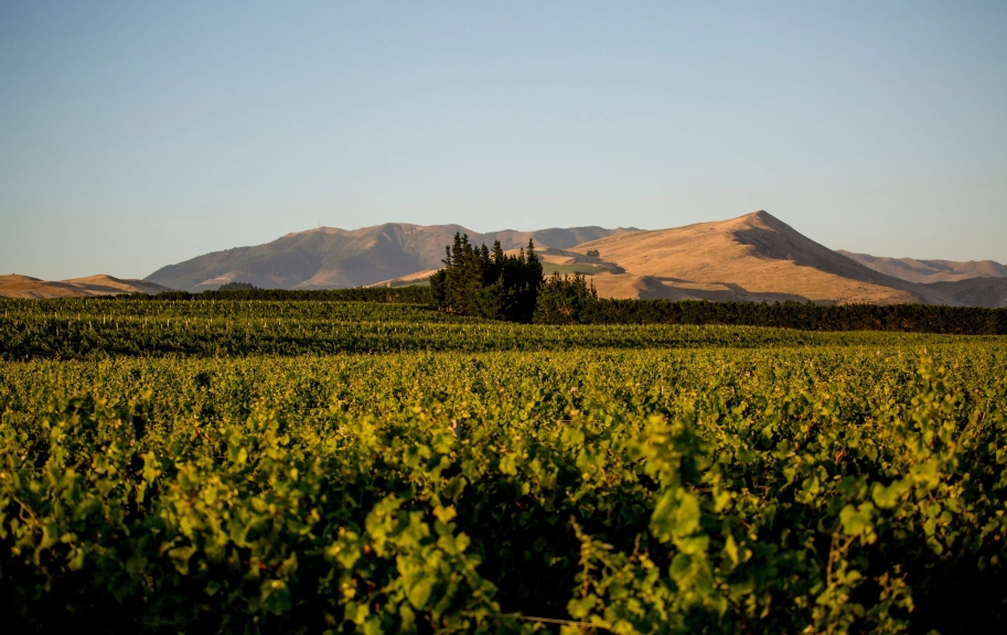 Credit NZW Inc Waipara Hills