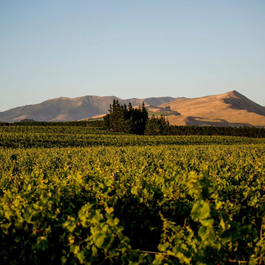 Credit NZW Inc Waipara Hills