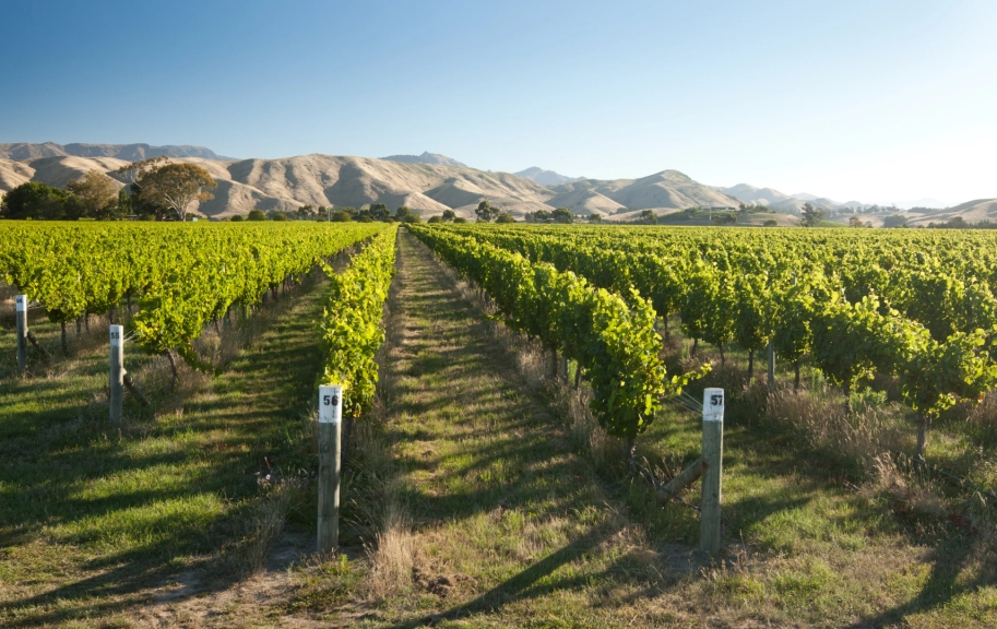 Marlborough Vineyards