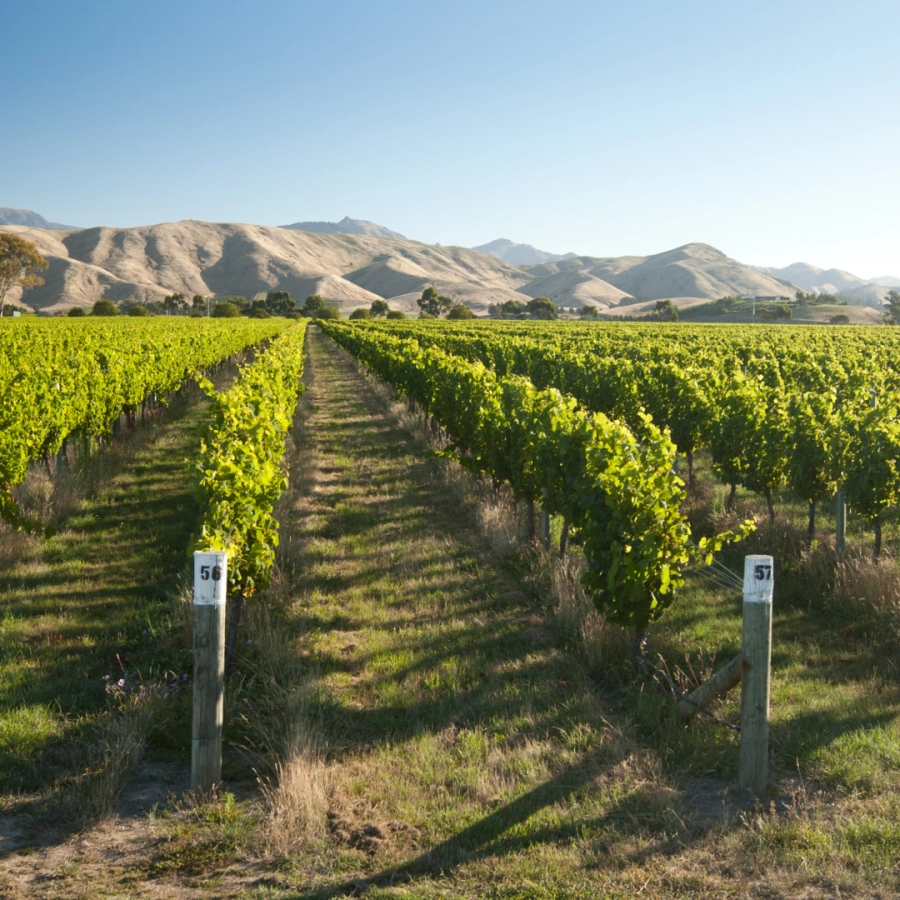 Marlborough Vineyards