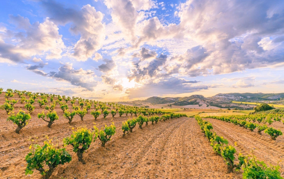 Ribera Del Duero Vineyard