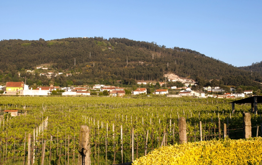 Minho Wine Region